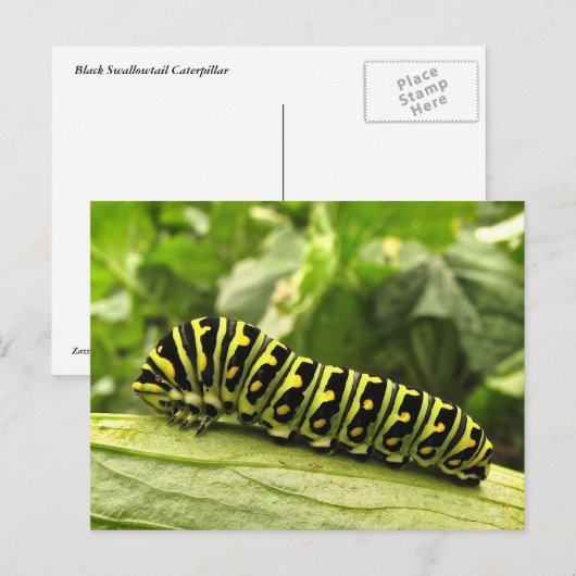 Zwarte-Zwemstaart Briefkaart (Voorkant / Achterkant)