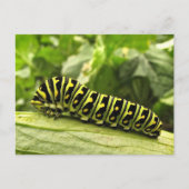 Zwarte-Zwemstaart Briefkaart (Voorkant)