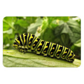 Zwarte-Zwemstaart Magneet (Horizontaal)