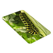 Zwarte-Zwemstaart Magneet (Rechterzijde)