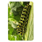 Zwarte-Zwemstaart Magneet (Verticaal)