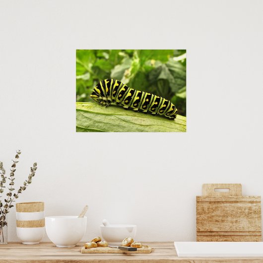 Zwarte-Zwemstaart Poster (Keuken)