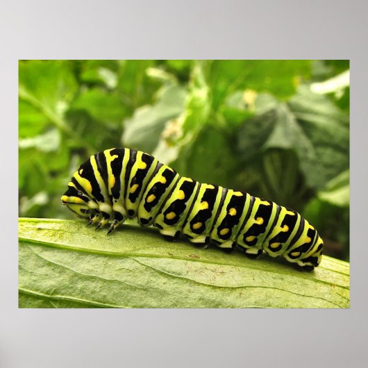 Zwarte-Zwemstaart Poster (Voorkant)