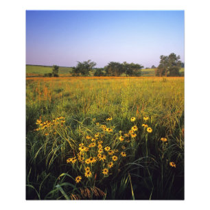 Zwarteogige Susans in hoge grasland prairie bij Ne Foto Afdruk