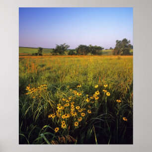 Zwarteogige Susans in hoge grassteppe bij Neil Poster