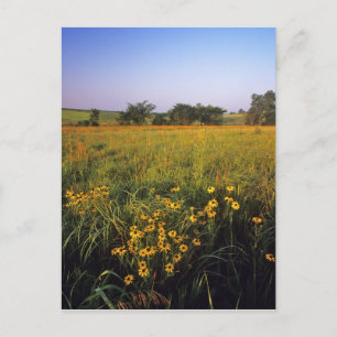Zwarteogige Susans in hoog gras Prairie bij Neil Briefkaart