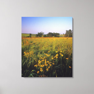 Zwarteogige Susans in hoog gras Prairie bij Neil Canvas Afdruk