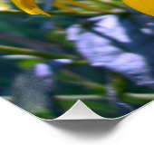 Zwarteogige Susans Perfect Poster (Hoek)