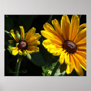Zwarteogige susans poster