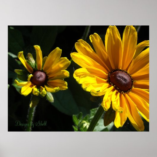 Zwarteogige susans poster (Voorkant)