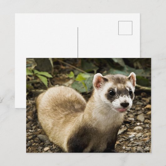 Zwartfort Briefkaart (Voorkant / Achterkant)