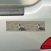 Zwartfort Bumpersticker (Op auto)
