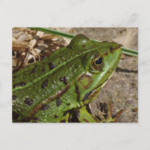Zwartgevlekte groene kikker briefkaart