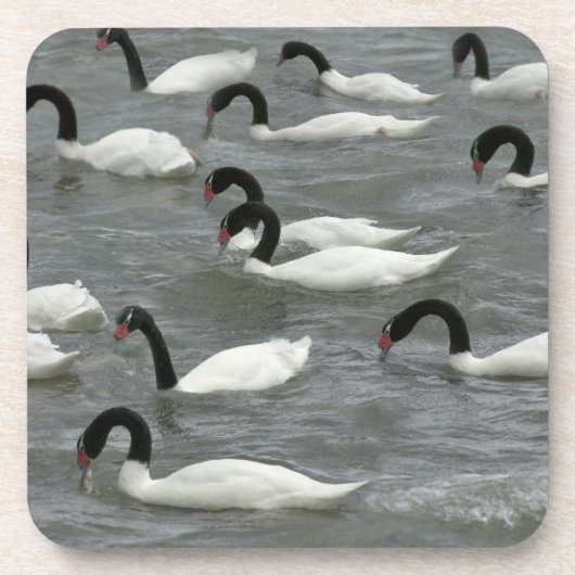 Zwarthalzen (Cygnus melancoryphus) Bier Onderzetter (Voorkant)