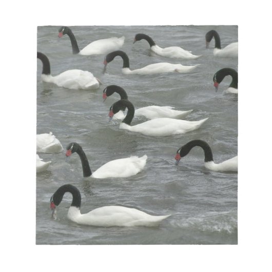 Zwarthalzen (Cygnus melancoryphus) Notitieblok (Voorkant)
