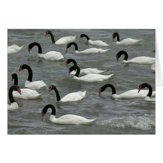 Zwarthalzswanen (Cygnus melancoryphus) (Voorkant Horizontaal)