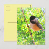 Zwartkapmees Cute Opgewekte Zangvogel Briefkaart (Voorkant / Achterkant)