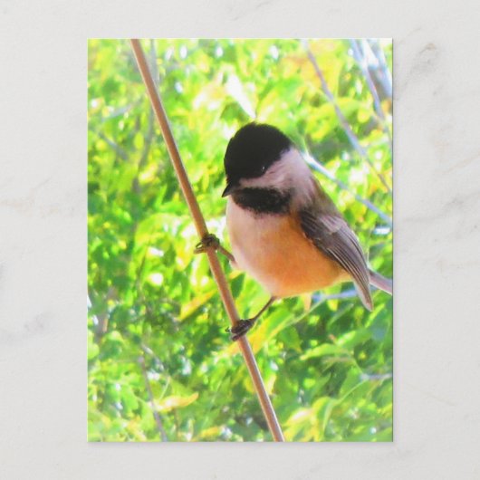 Zwartkapmees Cute Opgewekte Zangvogel Briefkaart (Voorkant)