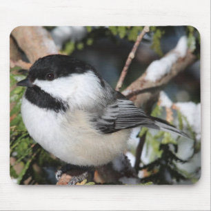 Zwartkapotte Cickadee Muismat