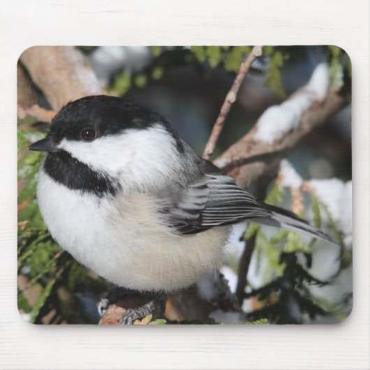 Zwartkapotte Cickadee Muismat (Voorkant)