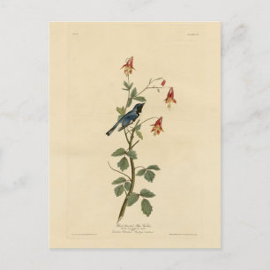 Zwartkeelblauw Warbler, Audubon Birds America Briefkaart