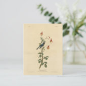 Zwartkeelblauw Warbler, Audubon Birds America Briefkaart (Staand voorkant)