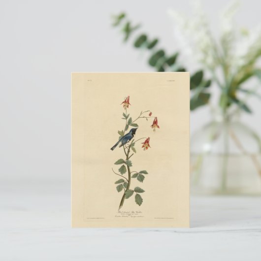 Zwartkeelblauw Warbler, Audubon Birds America Briefkaart (Staand voorkant)