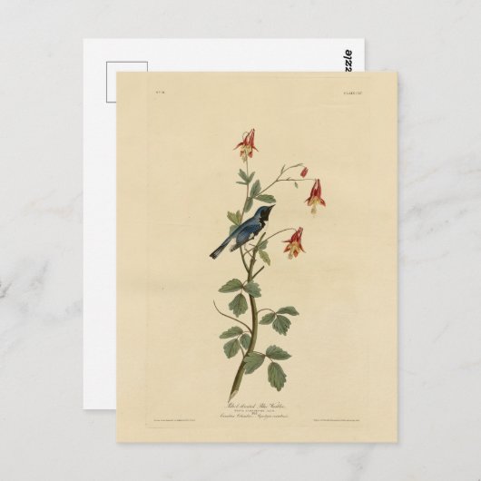 Zwartkeelblauw Warbler, Audubon Birds America Briefkaart (Voorkant / Achterkant)