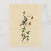 Zwartkeelblauw Warbler, Audubon Birds America Briefkaart (Voorkant)