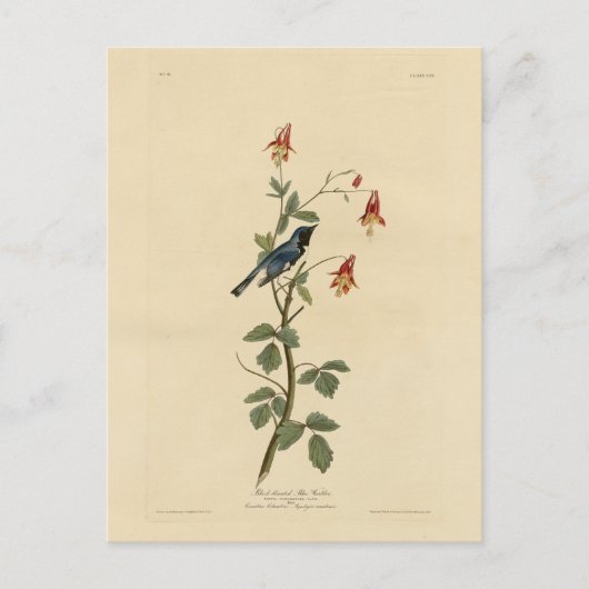 Zwartkeelblauw Warbler, Audubon Birds America Briefkaart (Voorkant)