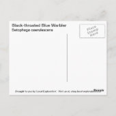 Zwartkeelblauwe strijder briefkaart (Achterkant)