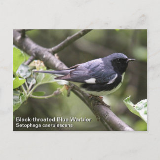 Zwartkeelblauwe strijder briefkaart