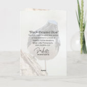 Zwartkeelblauwe strijder kaart (Achterkant)