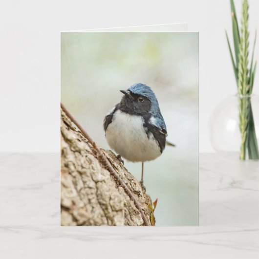 Zwartkeelblauwe strijder kaart (Voorkant)