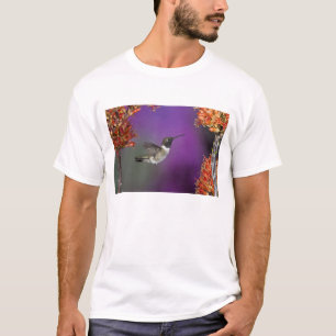 Zwartkeelkolibrie, Archilochus alexandri, T-shirt