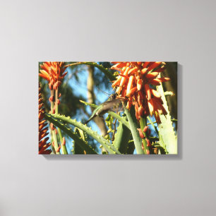 Zwartkeelkolibrie in vlucht canvas afdruk