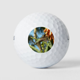 Zwartkeelkolibrie in vlucht golfballen