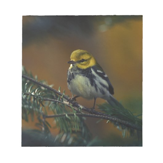 Zwartkeelwieg Notitieblok (Voorkant)