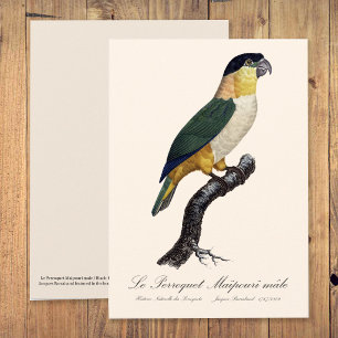 Zwartkopcaïques, Pionites Melanocephalus Bedankkaart