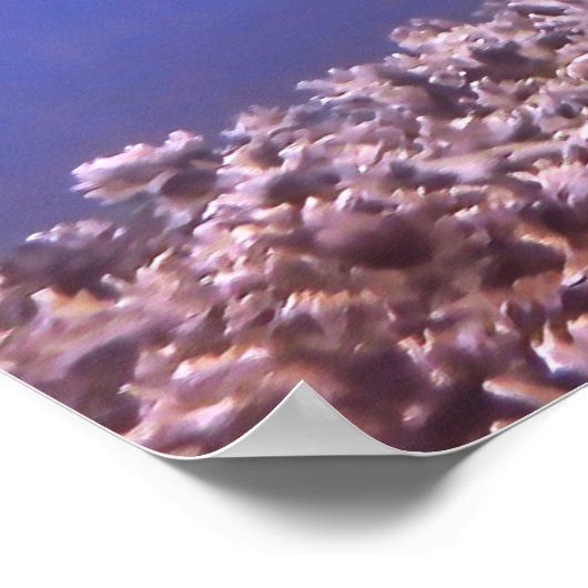 Zwartkophaai op het rif poster (Hoek)