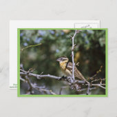 Zwartkopkeik op boomledemaat briefkaart (Voorkant / Achterkant)