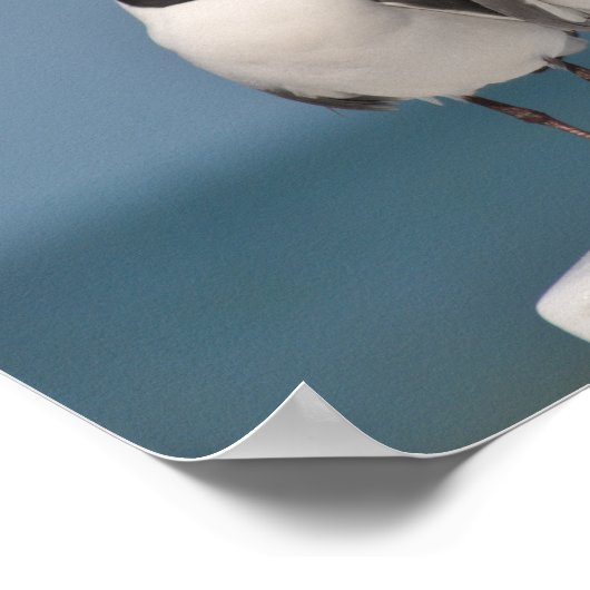 Zwartkoplampen Poster (Hoek)