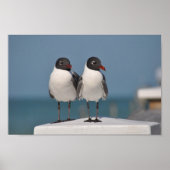 Zwartkoplampen Poster (Voorkant)