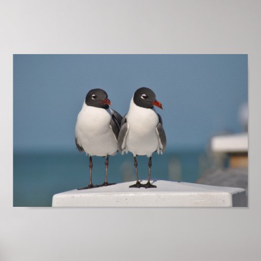 Zwartkoplampen Poster (Voorkant)