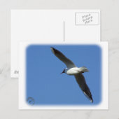 Zwartkopmeeuw 8R32D-04 Briefkaart (Voorkant / Achterkant)