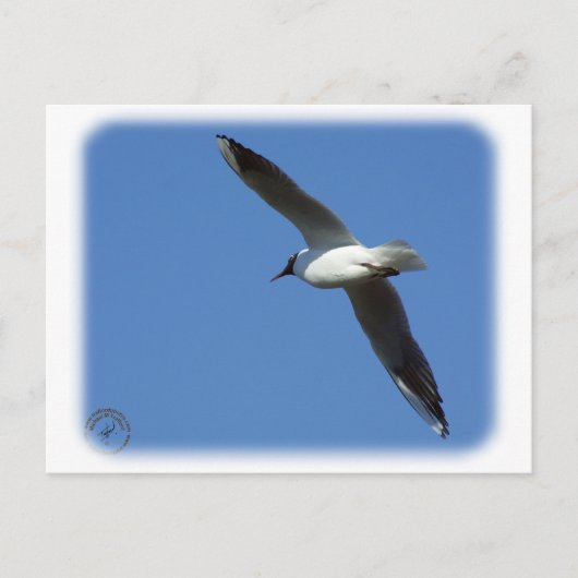 Zwartkopmeeuw 8R32D-04 Briefkaart (Voorkant)