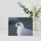 Zwartkopmeeuw Briefkaart (Staand voorkant)