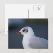 Zwartkopmeeuw Briefkaart (Voorkant / Achterkant)