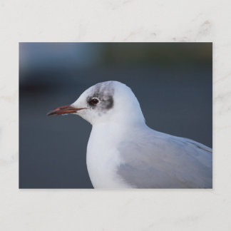 Zwartkopmeeuw Briefkaart