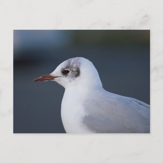 Zwartkopmeeuw Briefkaart (Voorkant)